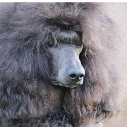Molly - Poodle