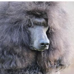 Molly - Poodle
