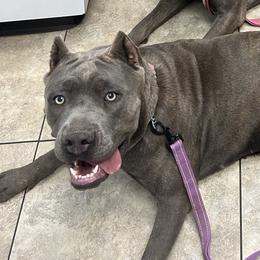 Kyra - Cane Corso