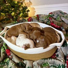 Goldendoodle puppies from AZ River Doodles