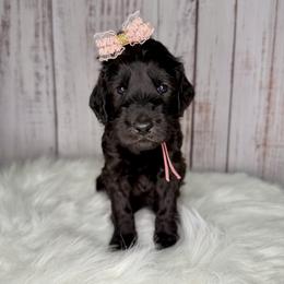 Truffle - Black female Goldendoodle puppy in Miami, Florida from Jade’s Paws & Co. Of Miami LLC