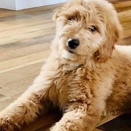 Aussiedoodles, Goldendoodles, and Poodles from High Point Poodles and Doodles