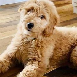 Aussiedoodles, Goldendoodles, and Poodles from High Point Poodles and Doodles