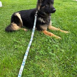 Nova - German Shepherd
