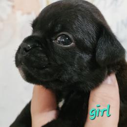 Teal - Brindle female Boxer puppy in Johnson City, Tennessee from Seven Kingdom Boxers