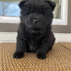 Black male - Black Chow Chow puppy in Minnesota from Yangs Chow Chows
