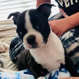 Boston Terrier Puppies from Beatrice's Kennels