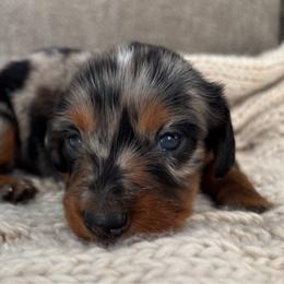 Dachshund puppies from Ruby Desert Doxies