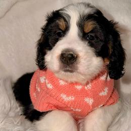 Kiss - Tri-color female Bernedoodle puppy in Beecher, Illinois from Erica’s Doodles