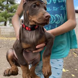 "Rumi Red" Doberman Pinscher Puppies from Von Schaaf Haus DuPree