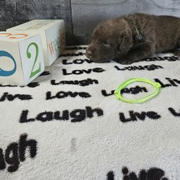 Boy 5 "Light Green" - Chesapeake Bay Retriever puppy from Creekside Chesapeakes