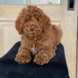 Love Bug 3250 Free Delivery - Red  male Goldendoodle puppy in Mayfield, Utah from Ruff Country Doodles
