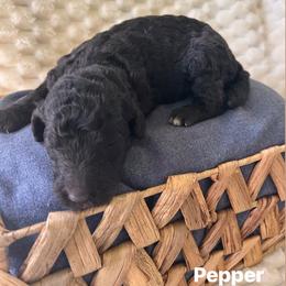 Pepper - Black female Poodle puppy in Athens, Georgia from Alexander’s Standard Poodles