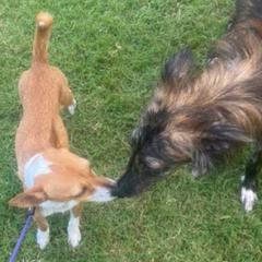 Portuguese Podengo Pequenos and Silken Windhounds from Perla Sighthounds