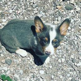 American Corgi, Cardigan Welsh Corgi, and Pembroke Welsh Corgi Puppies from Enok Corgis