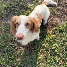 Theo - Dachshund