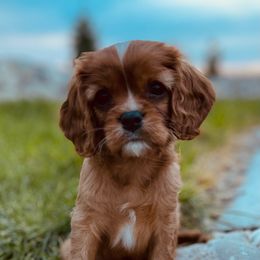 Rusty - Ruby Cavalier King Charles Spaniel puppy in Tremonton, Utah from Sage Hill Cavaliers