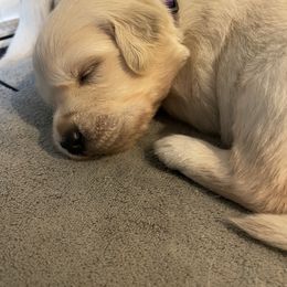 Golden Retriever Puppies from English Cream Goldens in Georgia