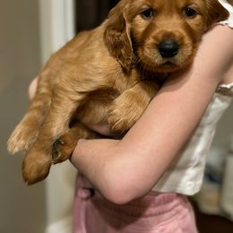 Assorted Doodle Crosses and Golden Retriever Puppies from Golden Palms Puppies