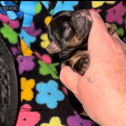 Female Traditional Yorkie - Black and tan female Yorkshire Terrier puppy in Des Moines, Iowa from Diamond Yorkshire Terriers