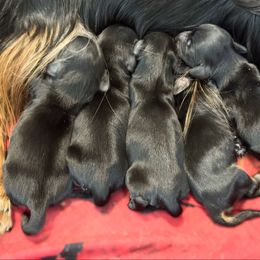 Solid black girl - Black female Dachshund puppy in Steele, Alabama from Taylored Dachshunds