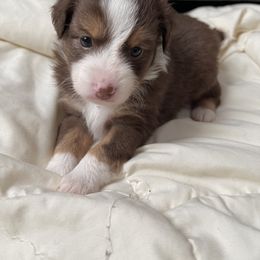 Toy Australian Shepherd Puppies from Loyal Litters Toy Australian Shepherds