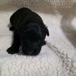 AKC ELSA - Black female Bouvier des Flandres puppy in Marionville, Missouri from Sandbox Puppies