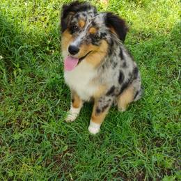 Miniature Australian Shepherd and Toy Australian Shepherd All Grown Up from Tagalong Lane Australian shepherds