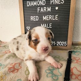 Black - Red merle male Australian Shepherd puppy in Camp Verde, Arizona from Diamond Pines Farm