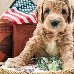 Bogus - Apricot male Goldendoodle puppy in Meridian, Idaho from Table Rock Legacy Doodles