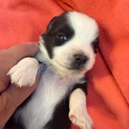 Charity - Black tri female Miniature Australian Shepherd puppy in Taylor, Arizona from Holy Ghost Ranch, Inc