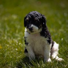 Bernedoodle, Saint Berdoodle, and Sheepadoodle Puppies from Yankee Doodle Puppies
