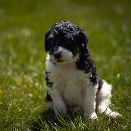 Bernedoodle, Saint Berdoodle, and Sheepadoodle Puppies from Yankee Doodle Puppies