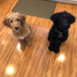 Goldendoodle Puppies from Renegade Doodles