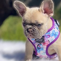 IZZY - Blue fawn French Bulldog puppy in Tucson, Arizona from The Origin French Bulldogs