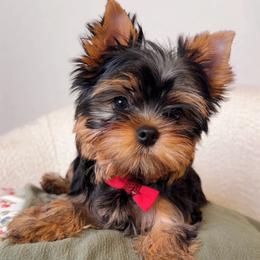 Giovanni - Black and gold male Yorkshire Terrier puppy in North Port, Florida from Noble Pets