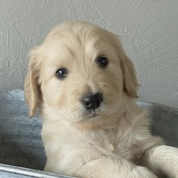 Goldendoodles from Dolly’s Doods