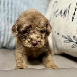 Lovey - Merle female Goldendoodle puppy in Lake City, Florida from Dream Hollow Farm