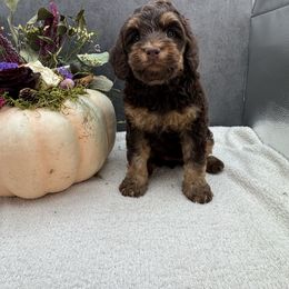 Fig - Chocolate female Australian Labradoodle puppy in Denton, Texas from Liberty Hill Labradoodles