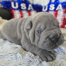 Olivia - Blue dilute female Chinese Shar-Pei puppy in Four Oaks, North Carolina from DCSHARPEI