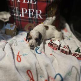 Dachshund Puppies from Green Thumb Farms