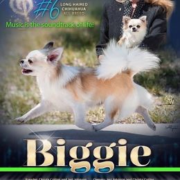 Biggie - Chihuahua