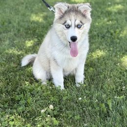 Romeo - Silver male Pomsky puppy in Lewiston, Minnesota from Family Pomsky