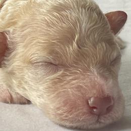 Girl 2 - Lagotto Romagnolo puppy from Adagio Lagotto