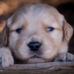 Golden Retriever Puppies from AmazingK9s