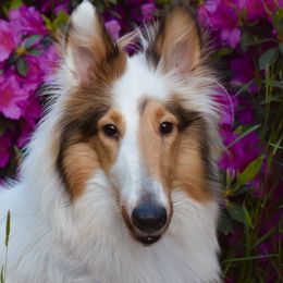 Amelia - Collie