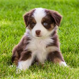 Miniature American Shepherd and Miniature Australian Shepherd Puppies from Bellewynd Acres