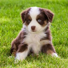 Miniature American Shepherd and Miniature Australian Shepherd Puppies from Bellewynd Acres