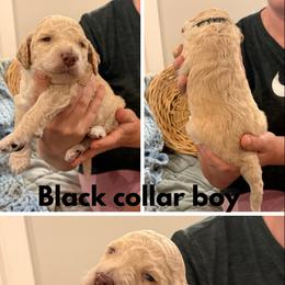 Poodle Puppies from Cassie Enlow