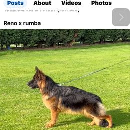 Tazz - German Shepherd